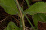 Common gypsyweed